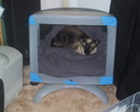 Kitty Hut-1 (Sasha)