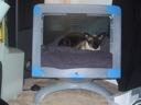 Kitty Hut-3 (Sasha)