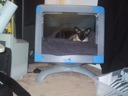 Kitty Hut-4 (Sasha)